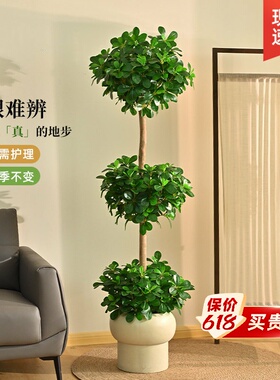 雅致金钱榕树盆栽落地盆景
