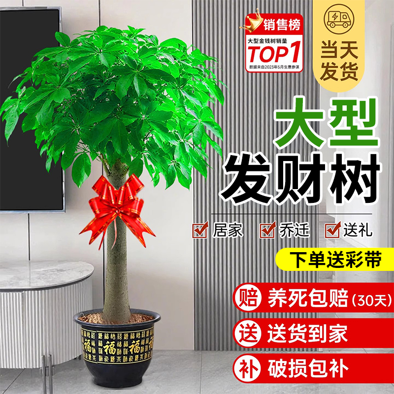 发财树客厅盆栽大棵招财树