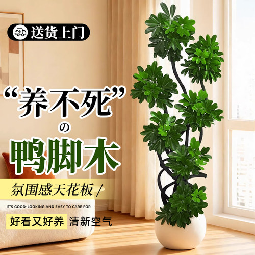 鸭脚木客厅绿植大型盆栽