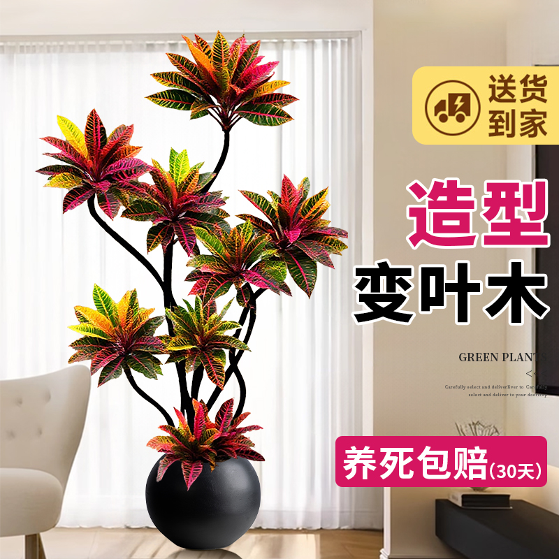 大型绿植室内变叶木盆栽