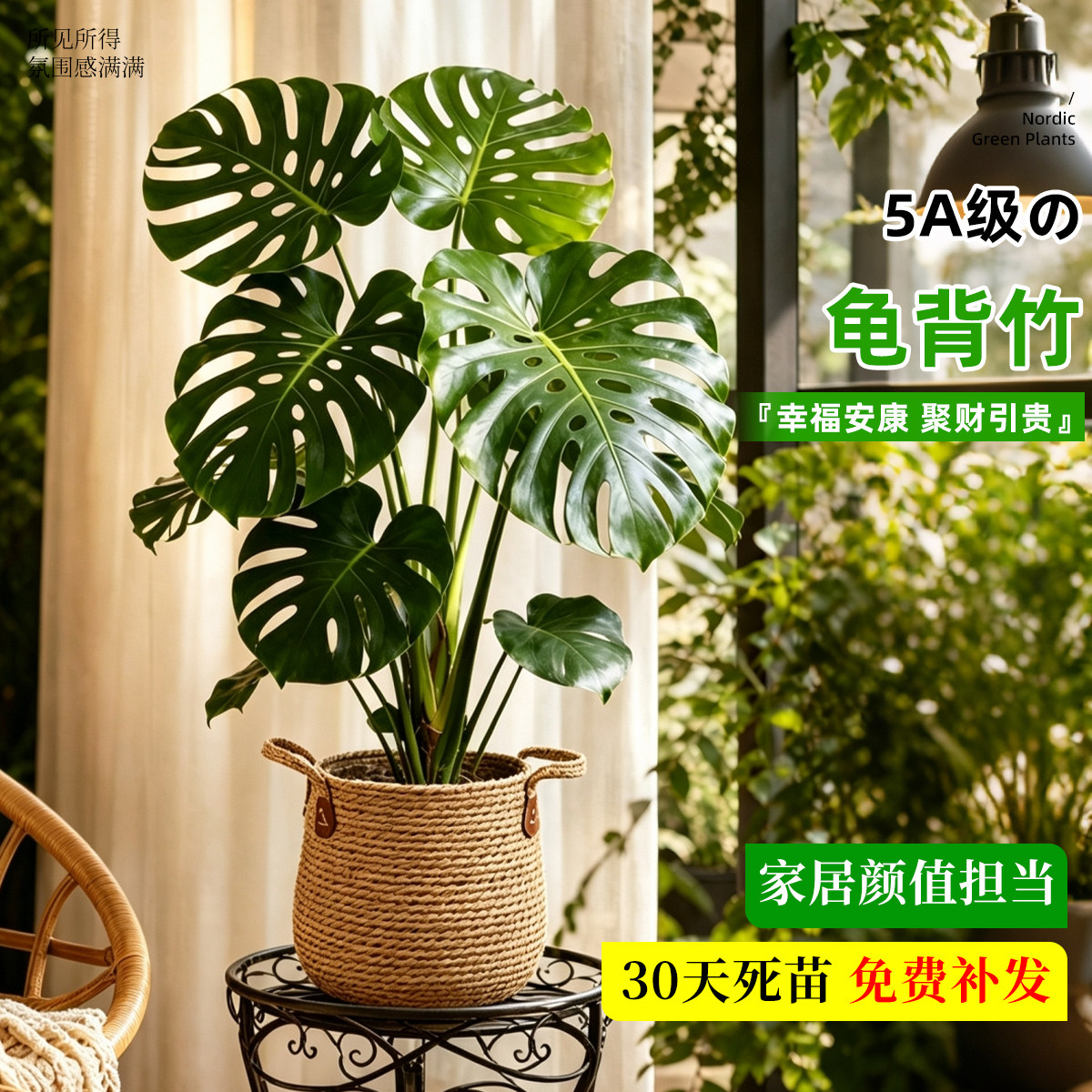 真绿植龟背竹大叶开背盆栽室内客厅落地大型绿植办公室净化空气图片