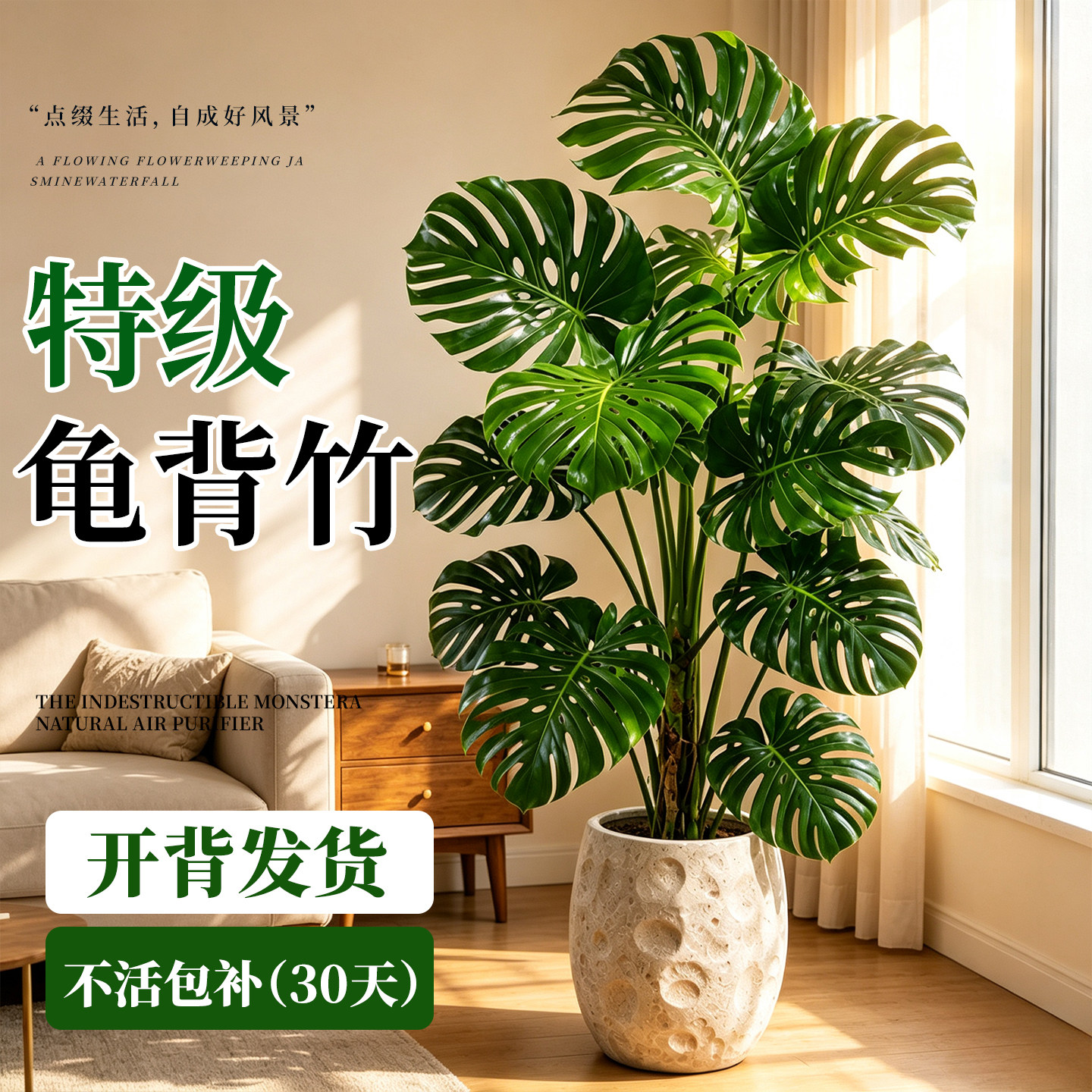 龟背竹客厅大盆栽开背大叶老桩大型落地绿植高端大气盆景耐阴好养图片