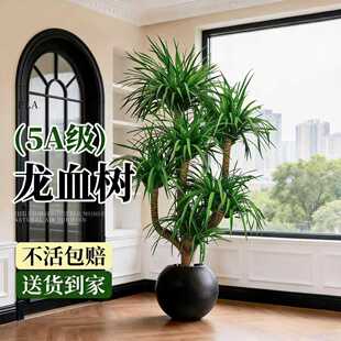 龙血树客厅绿植多头龙须树龙铁树客厅绿植室内大型落地大植物盆栽