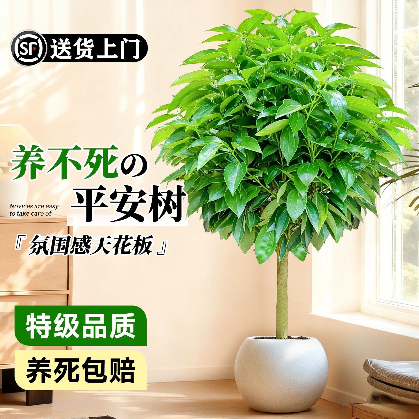 特级平安树客厅大盆栽四季好养活新房除甲醛大叶室内幸福树绿植物,鲜花速递/花卉仿真/绿植园艺,大型绿植/成品组合盆栽,淘宝优惠券,粉丝福利购,淘宝优惠卷
