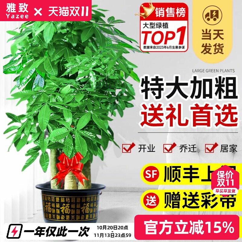 步步高发财树特大客厅开业送礼大盆栽室内植物绿植落地大号招财树