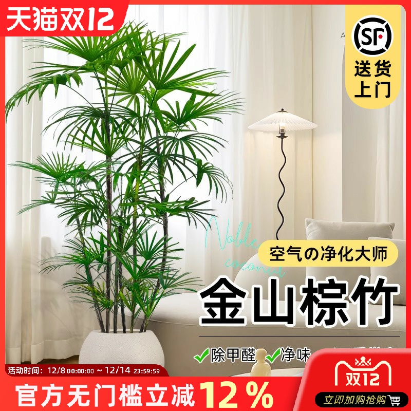 大型落地植物四季常青棕竹
