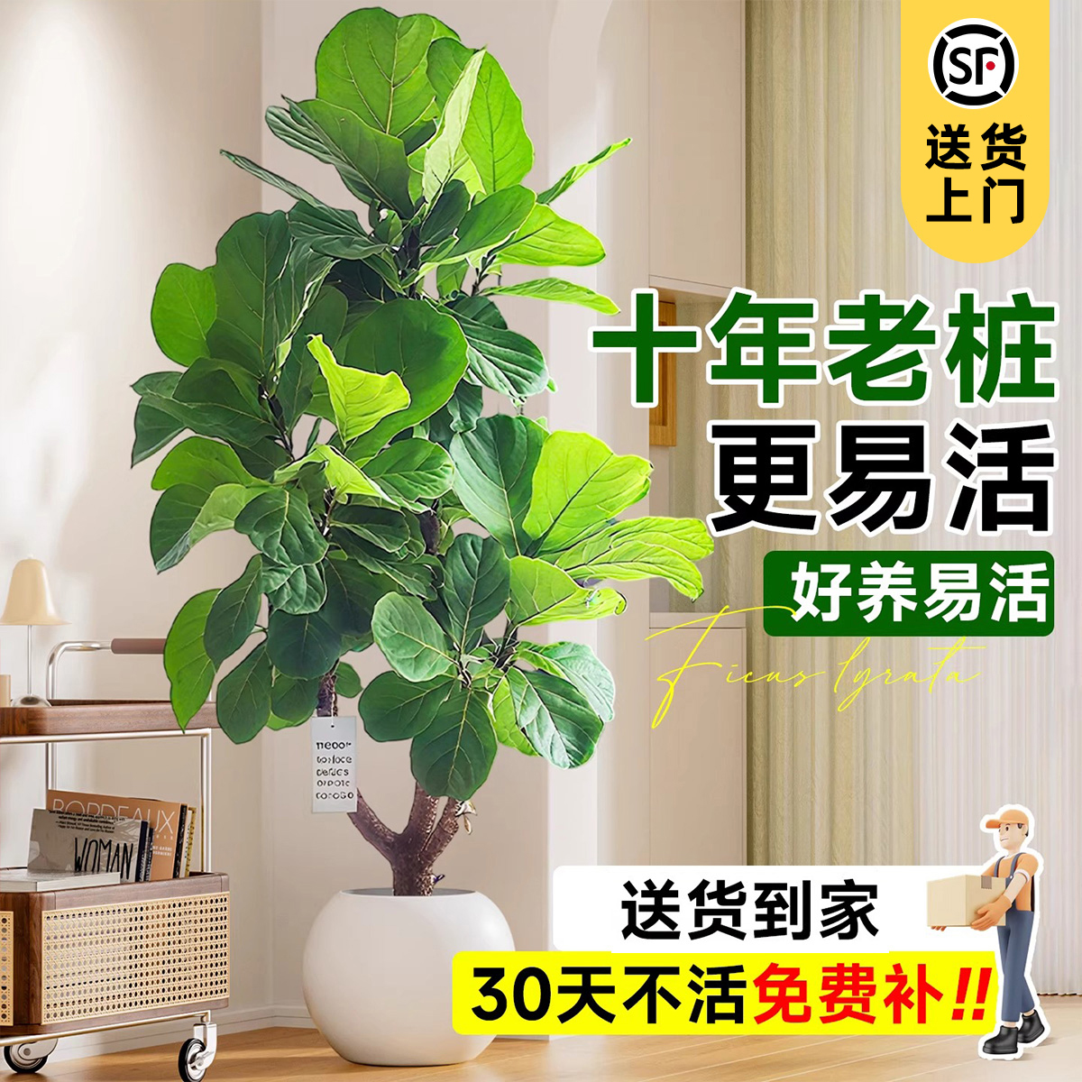 琴叶榕老桩客厅绿植四季好养