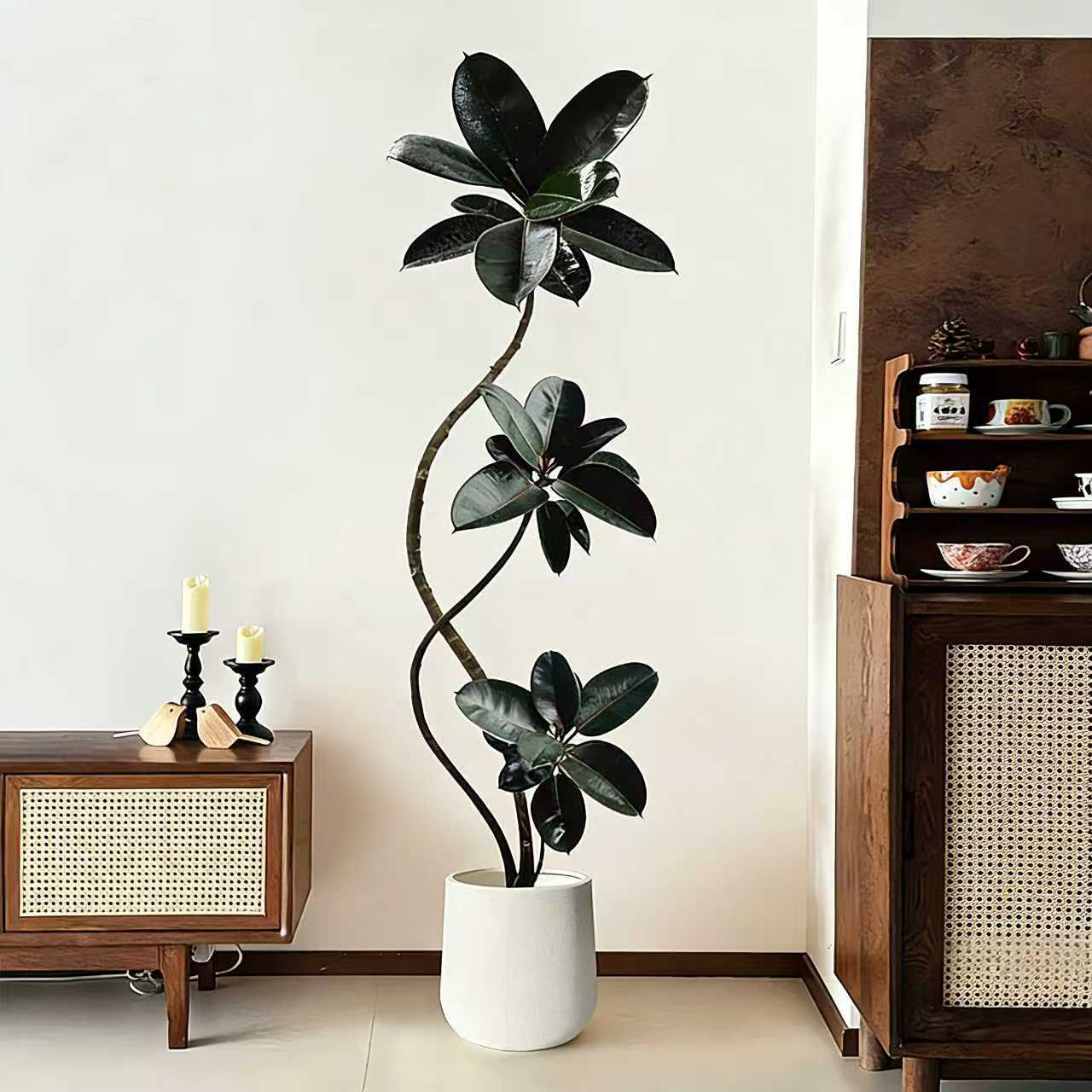 黑金刚橡皮树客厅大盆栽