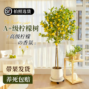 香水柠檬树大型绿植盆栽带果室内客厅办公室盆景清新空气四季好养
