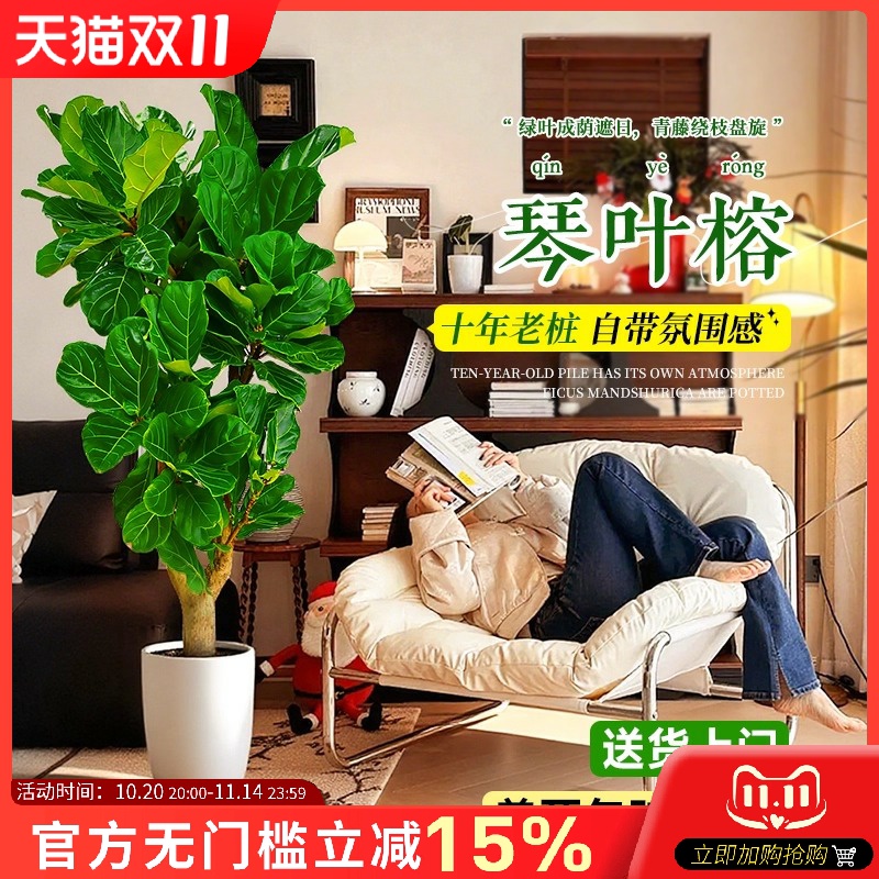 琴叶榕客厅绿植大叶老桩室内大型