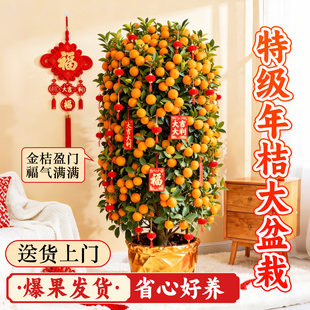 年桔盆栽带果可食用四季金桔树客厅室内新年招财寓意家庭年宵绿植
