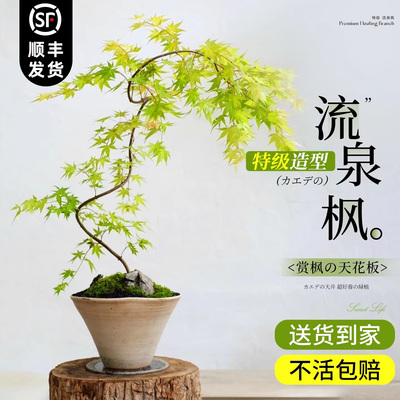 造型流泉枫盆栽室内大绿植