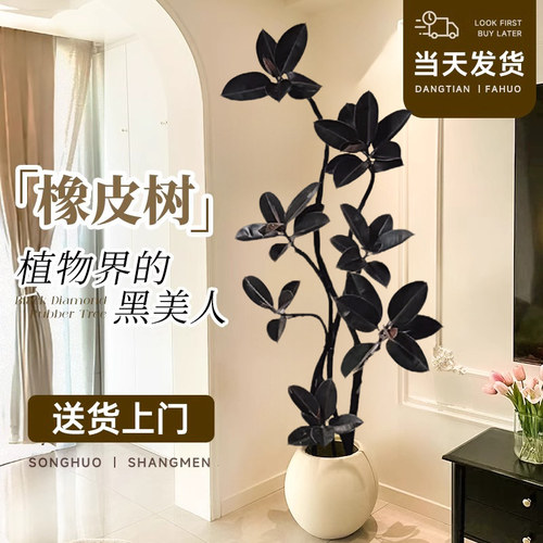 橡皮树黑金刚客厅大盆栽室内大型绿植造型四季好养办公室阳台植物