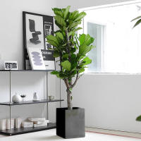 Ficus lyrata, office flowers, green plants, bonsai, living room, prosperous house, indoor potted large plants, easy to survive, easy to take care of throughout the four seasons thumbnail 7