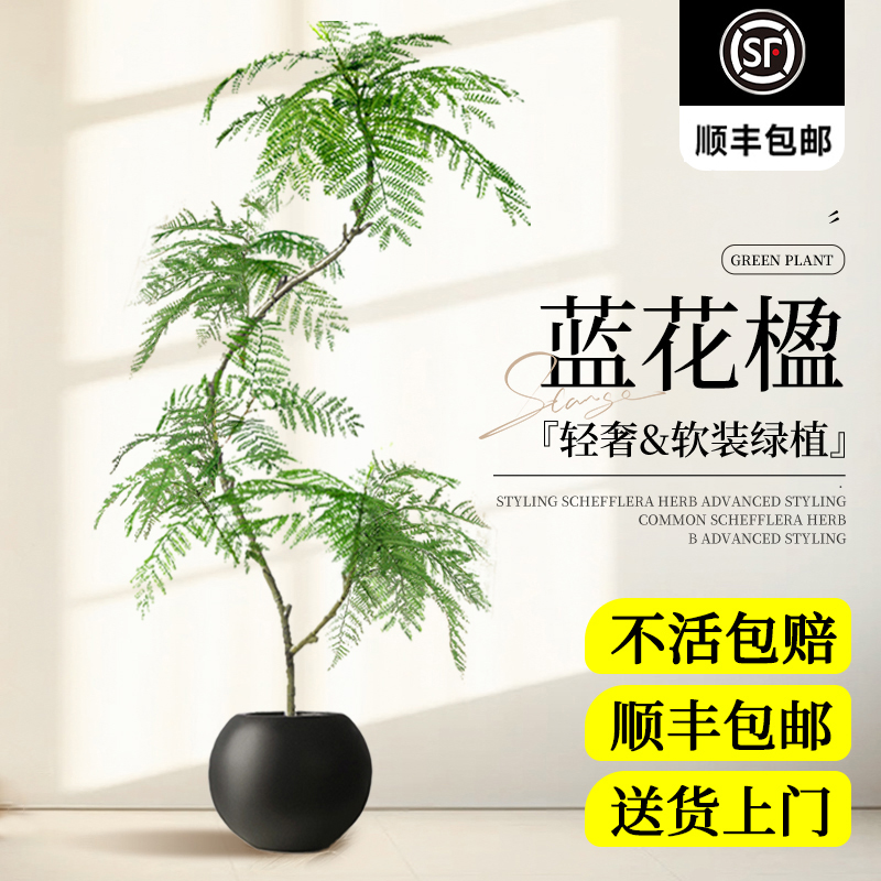 蓝花楹盆栽绿植网红盆景四季好养