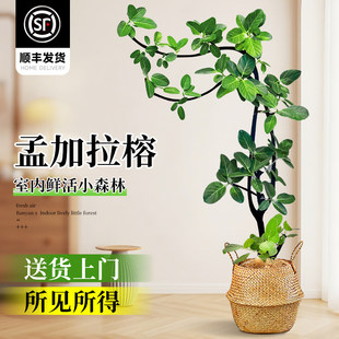 造型孟加拉榕盆栽大型绿植高级感客厅黄金榕树室内落地网红氛围树