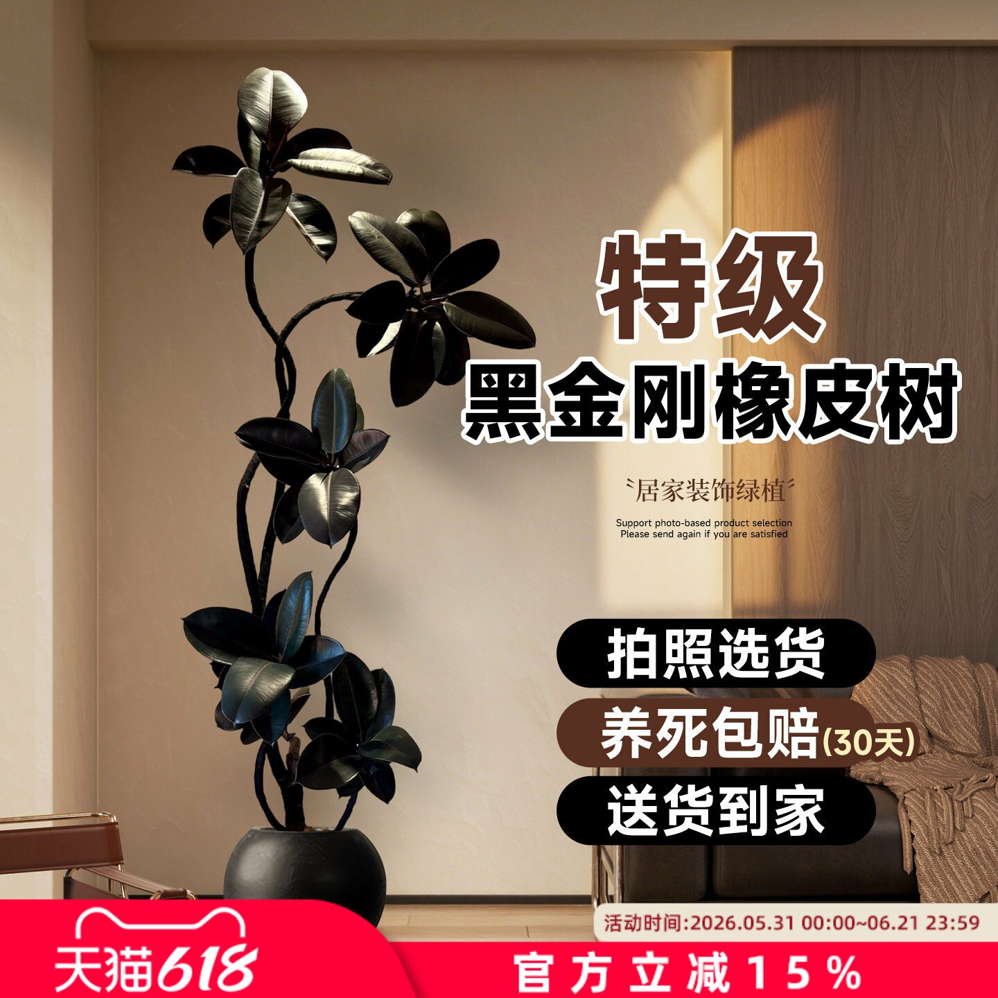 黑金刚橡皮树客厅大盆栽室内大型绿植四季好养阳台办公室高端植物