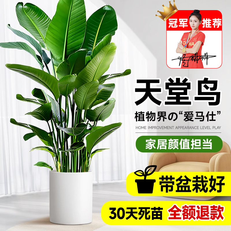 天堂鸟盆栽绿植室内大型客厅植物落地真树办公室鹤望兰大禄植花卉