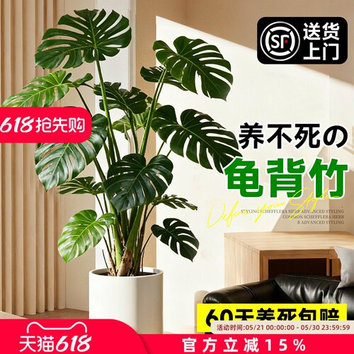 龟背竹客厅大盆栽大叶开背老桩高级感绿植物办公室内好养落地盆景