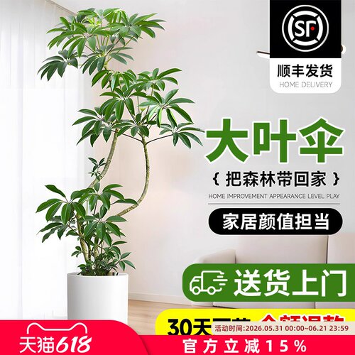 大叶伞老桩绿植室内大型落地式