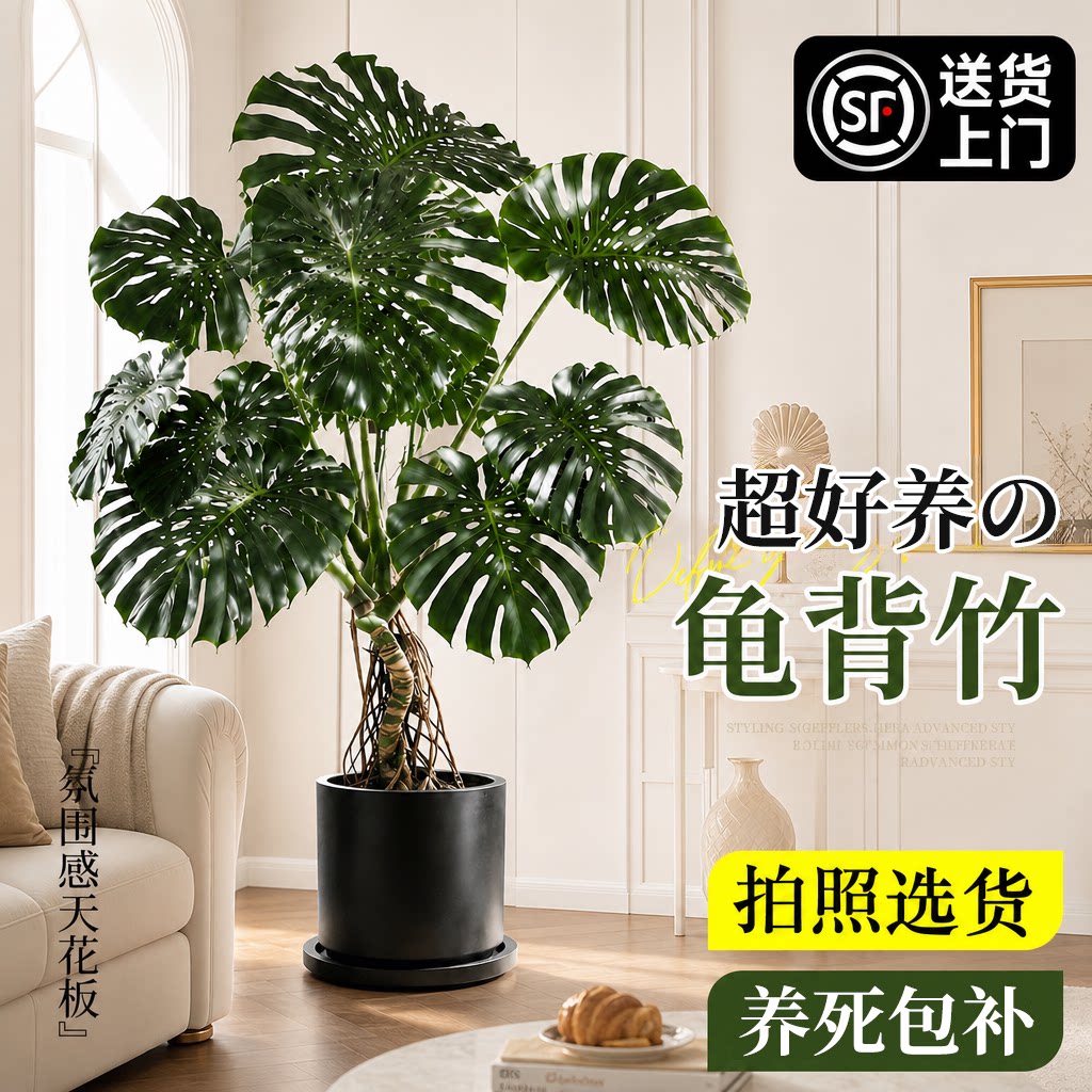 龟背竹大型绿植盆栽易养图片