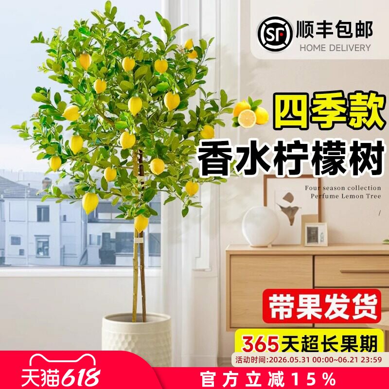 香水柠檬树客厅绿植带果盆栽大型植物室内阳台禄植四季好养除甲醛