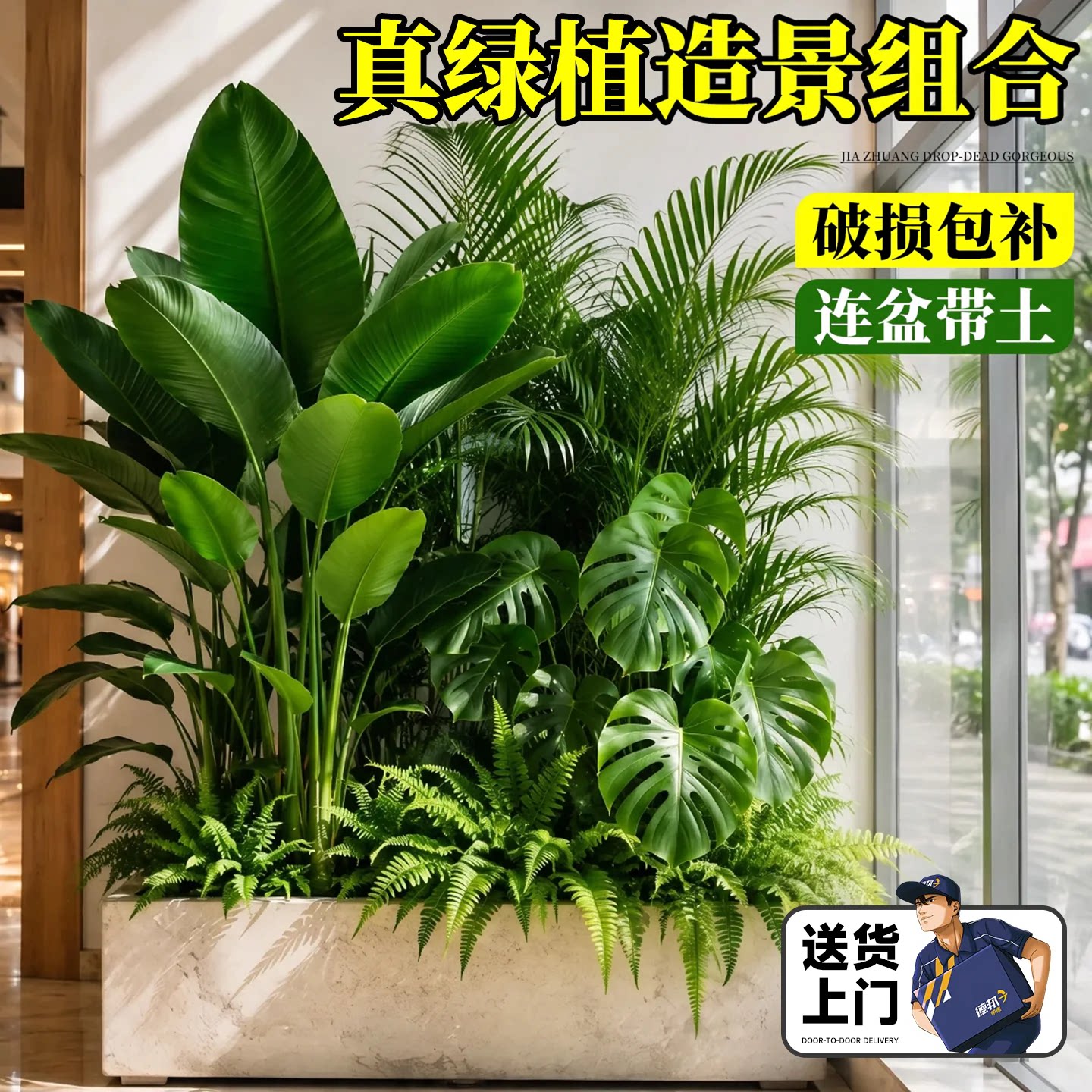 大型绿植成品组合盆栽客厅高级室内景观阳台玄关隔断造景真绿植物