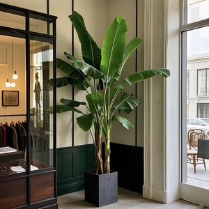 2025大型仿真大叶子芭蕉树装饰仿生绿植室内造景高端植物假树摆件