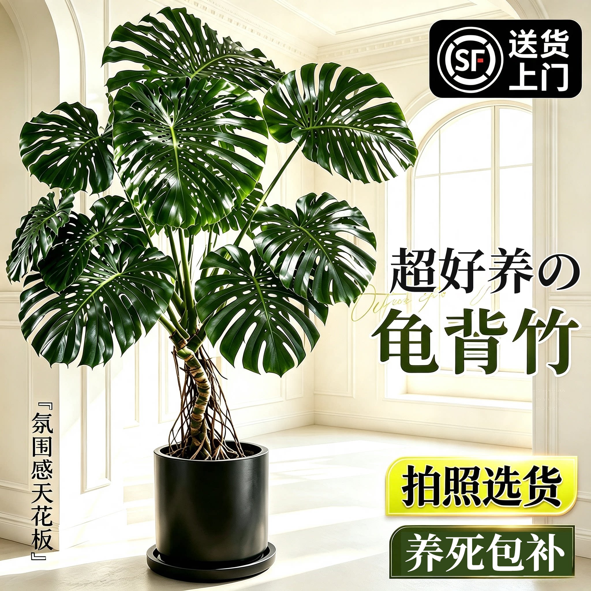 龟背竹大型绿植盆栽易养图片