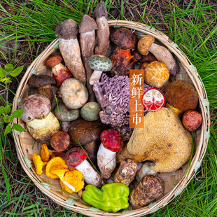 新鲜野生菌组合云南鸡枞菌青头菌见手青牛肝菌黄牛肝红白紫葱松茸