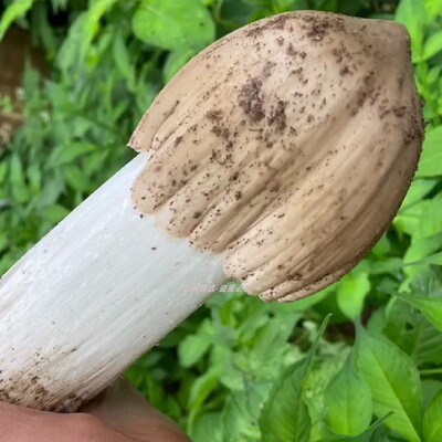 新鲜鸡枞菌野生菌大独鸡枞火把鸡枞荔枝菌斗鸡公伞把菇三塔菇骨朵
