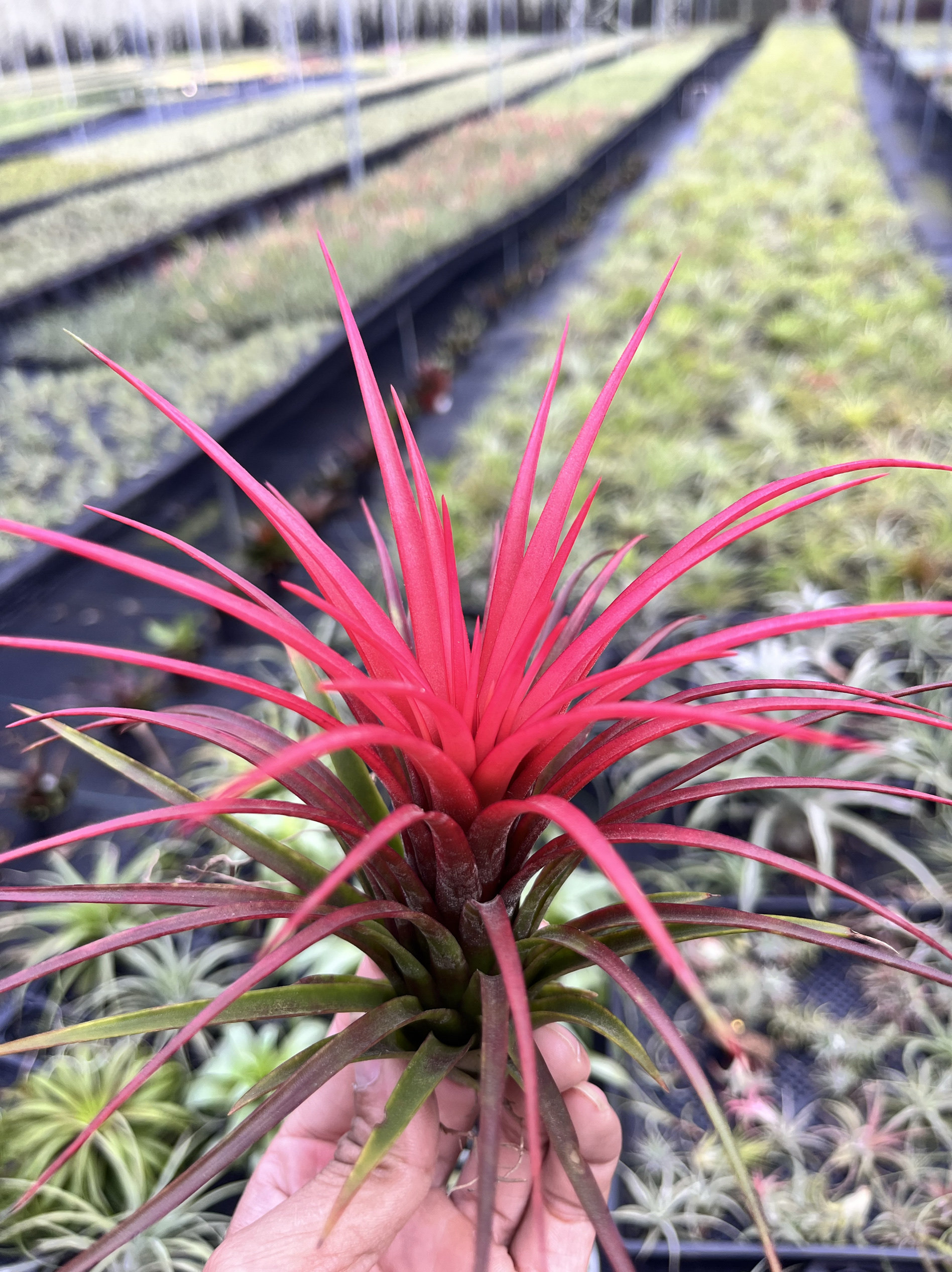 空气凤梨精选维多利亚精灵美观趣味懒人无土植物室内盆栽绿植包邮