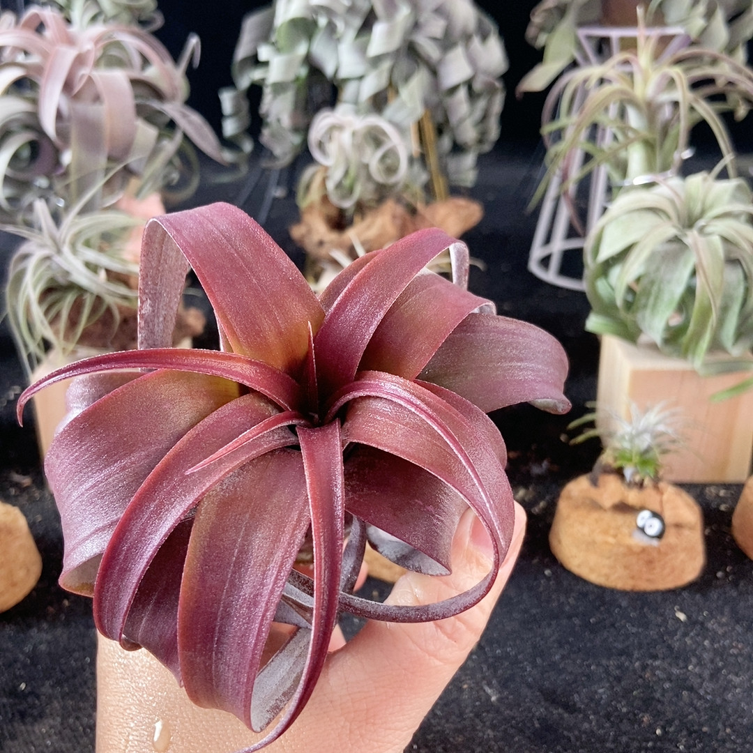 微瑕的水印 卡橙卷送木头底座76,鲜花速递/花卉仿真/绿植园艺,绿植,淘宝优惠券,粉丝福利购,淘宝优惠卷