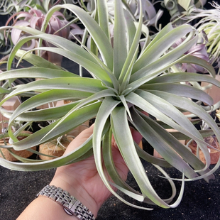 卡比巨白送三角架252