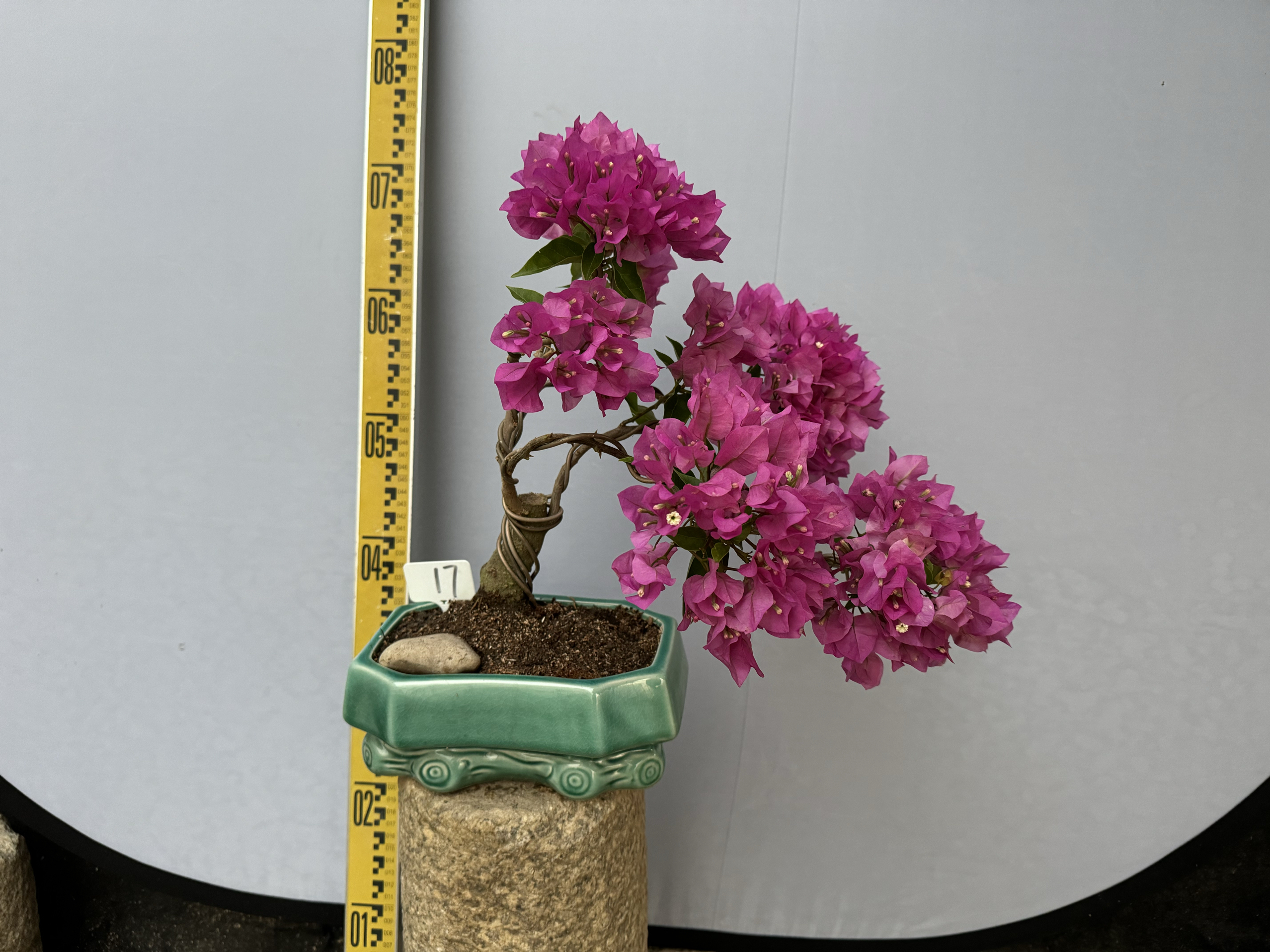 东篱小舍三角梅小盆景迷你