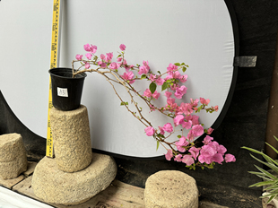 东篱小舍　三角梅勤花品种软枝条橙粉公主垂飘　实拍　原盆发货　