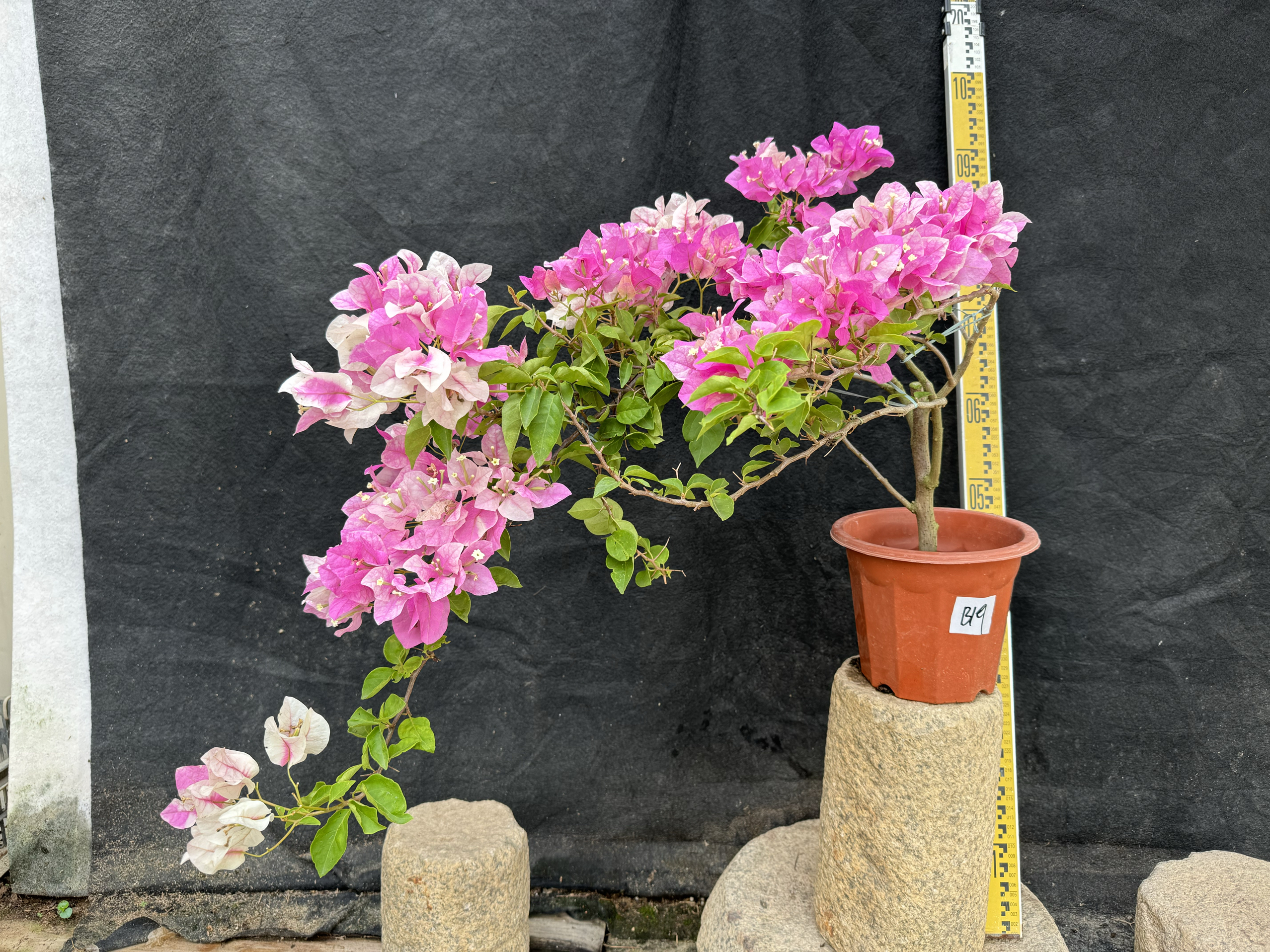 东篱小舍花蝴蝶漳州三角梅