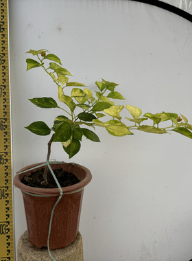 软枝品种适合垂吊勤花三角梅红樱