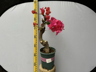 三角梅经典品种小老桩四季红