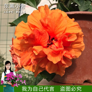 东篱小舍　朱槿牡丹重瓣扶桑纳拉橙　美国大红　淡黄　吊钟原盆发