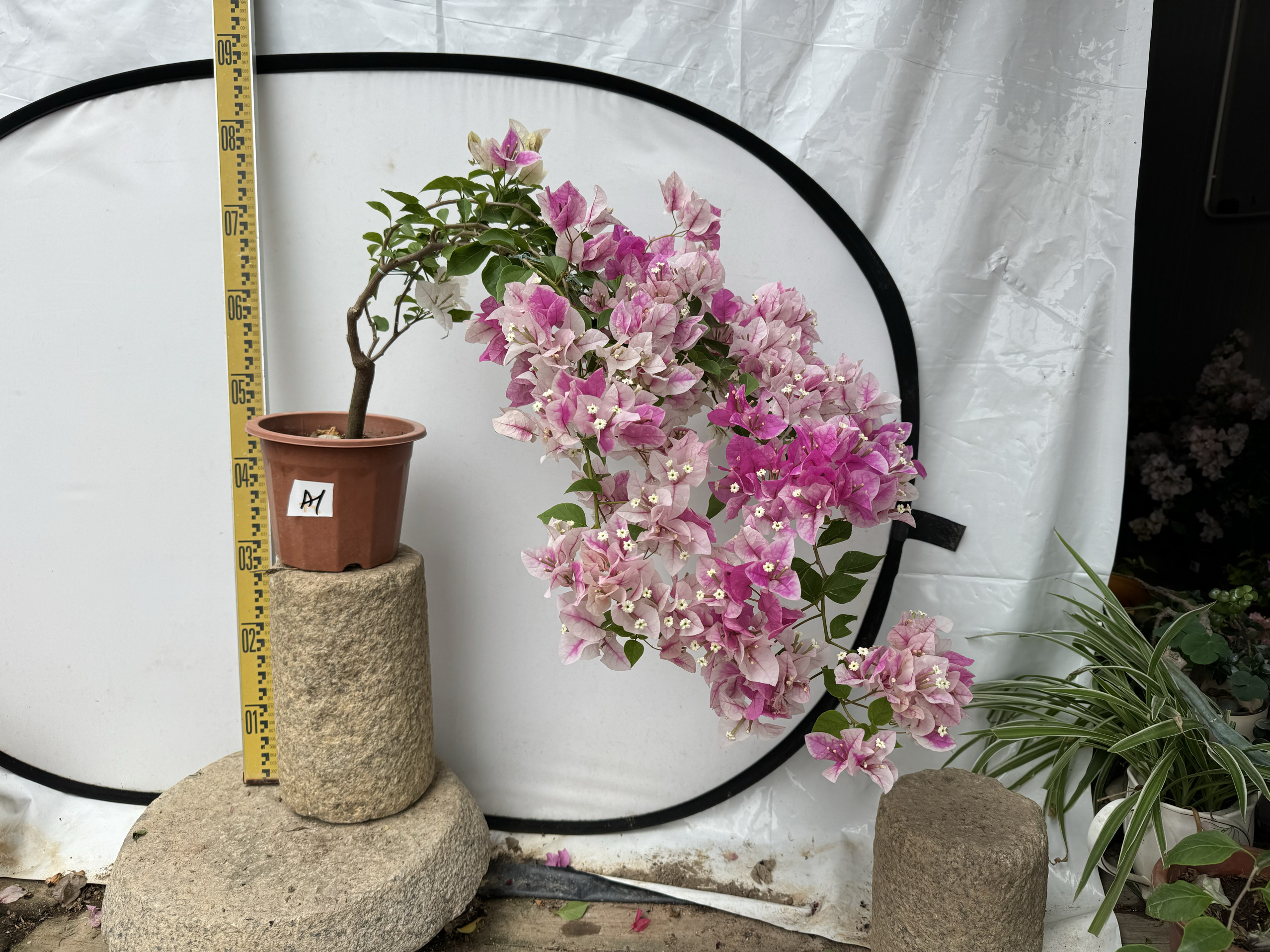 东篱小舍  花蝴蝶 红樱 漳州百变红心樱花 蝴蝶樱花三角梅 实拍照