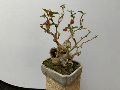 布里扎四季开花三角梅不容易掉花
