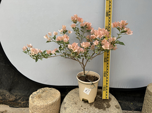 东篱小舍　三角梅勤花 马斯佩拉克 金边马斯原生苗