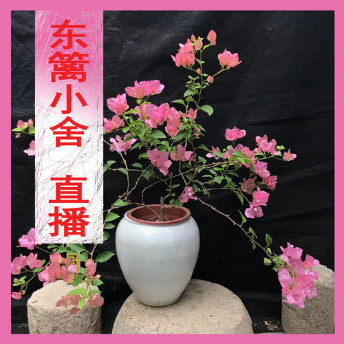 原生三角梅庭院勤花四季开花