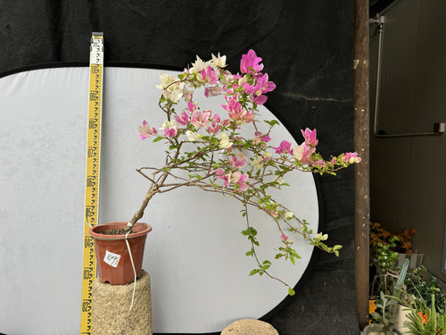 东篱小舍花蝴蝶漳红樱三角梅
