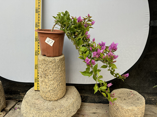 东篱小舍　三角梅细软品种粉红豹 原盆发货