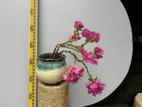 颜色温和俏皮　芭比公主三角梅