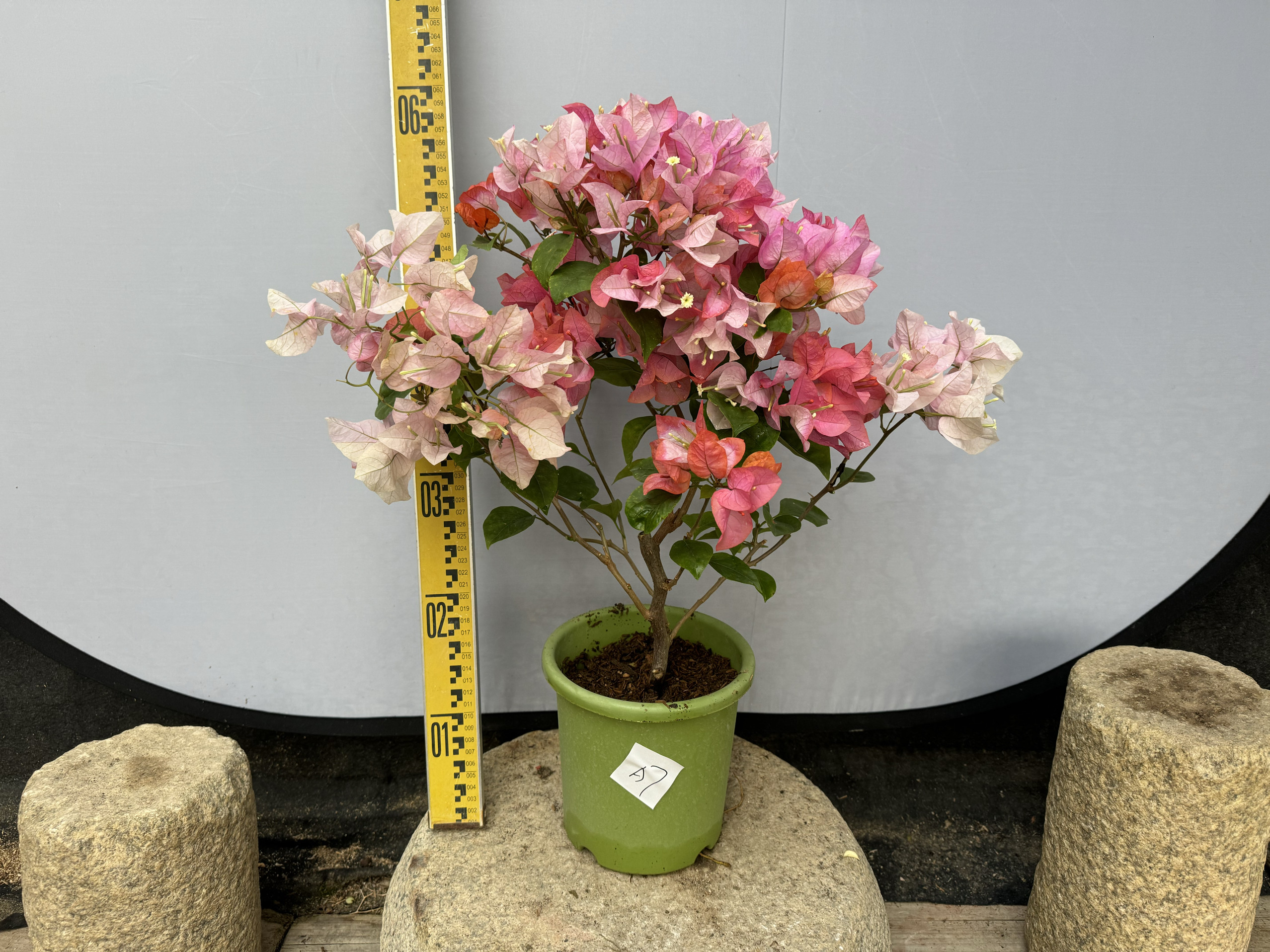 东篱小舍 三角梅勤花新品种原生橙口红 金心黄白 牙签苗 原盆发货,鲜花速递/花卉仿真/绿植园艺,时令草本花卉,淘宝优惠券,粉丝福利购,淘宝优惠卷