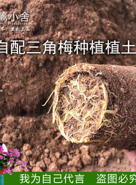 扶桑三角梅种植土椰糠复合肥