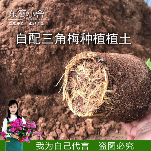 扶桑三角梅种植土椰糠复合肥